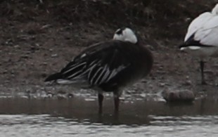 Snow Goose - ML646399428