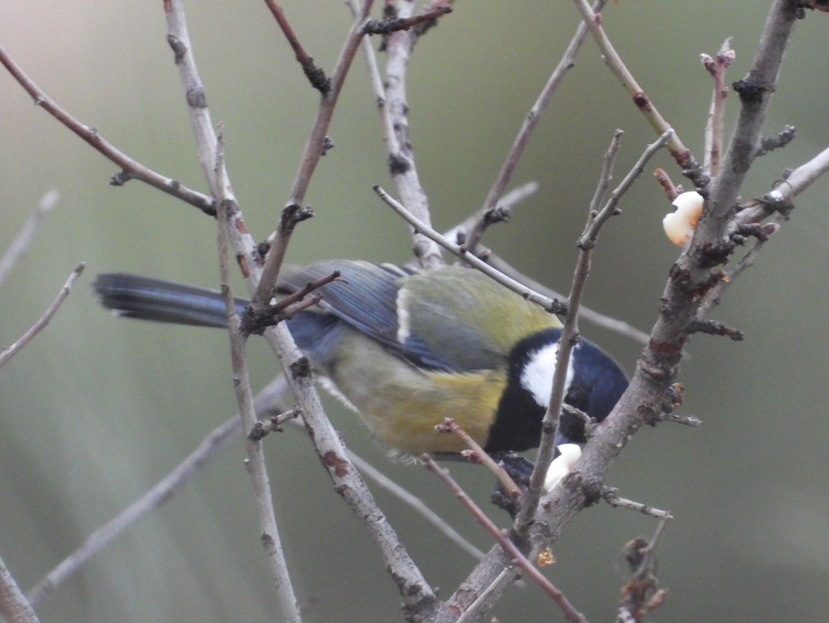 Great Tit - ML646399429