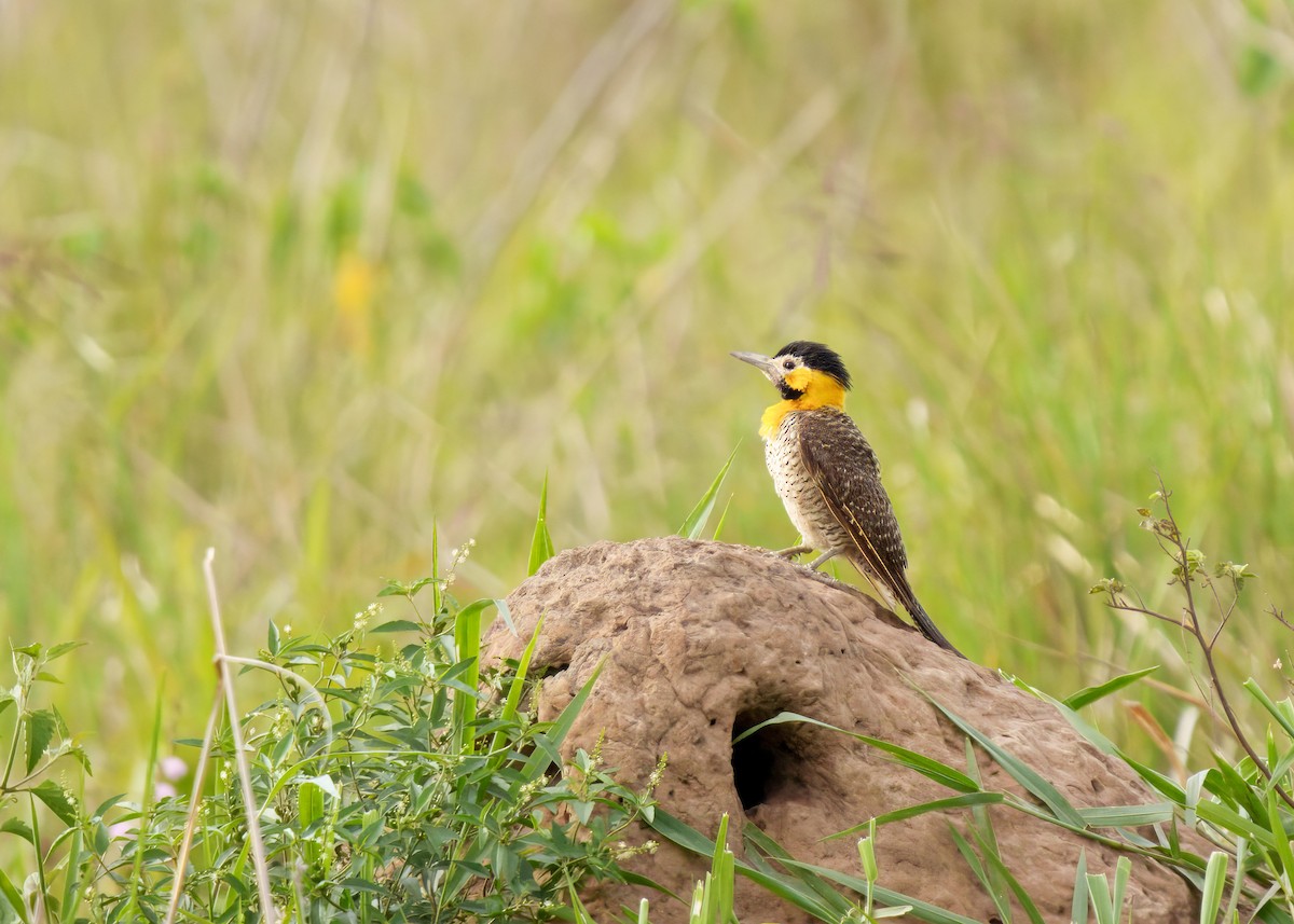 Campo Flicker - ML646399431