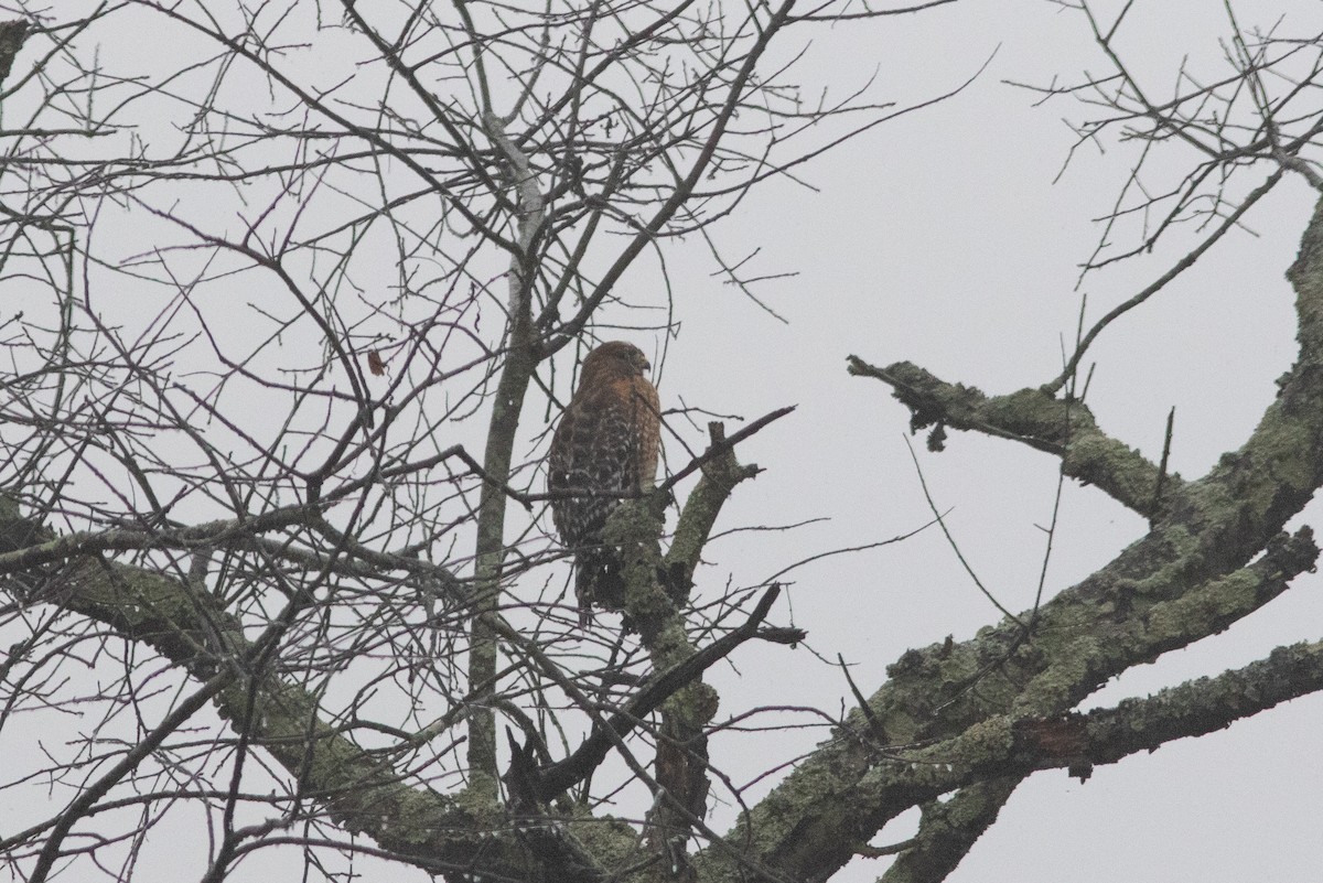 Red-shouldered Hawk - ML646399432
