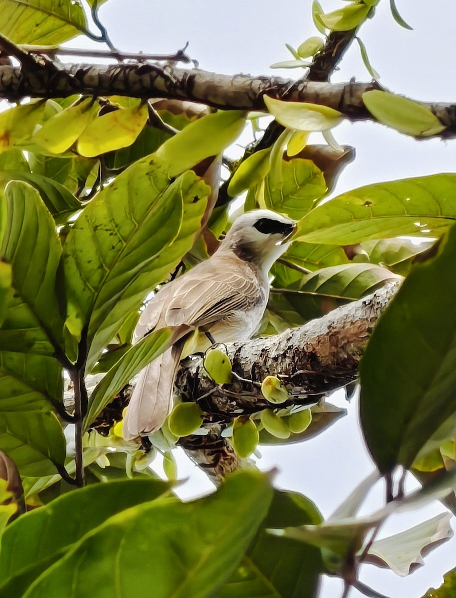 Белобровый бюльбюль - ML646399434