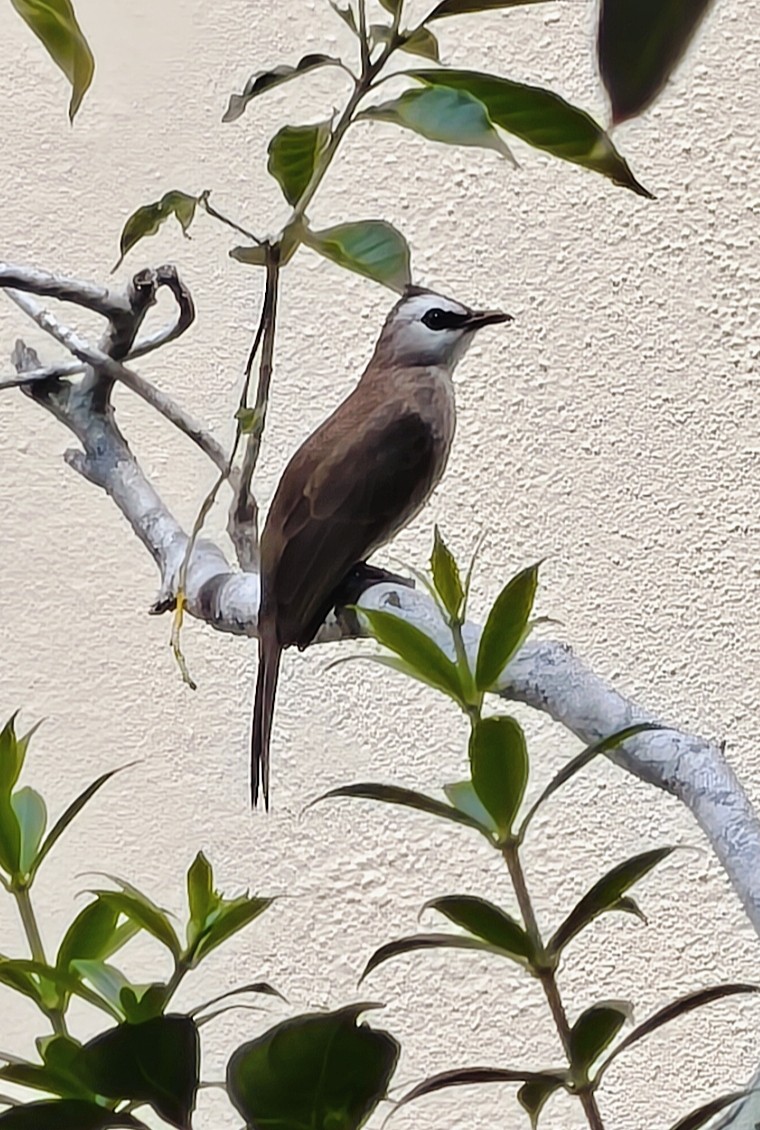 Белобровый бюльбюль - ML646399436