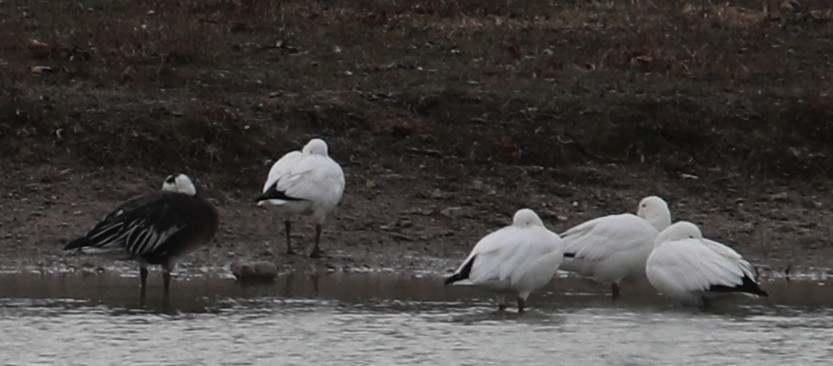 Snow Goose - ML646399437