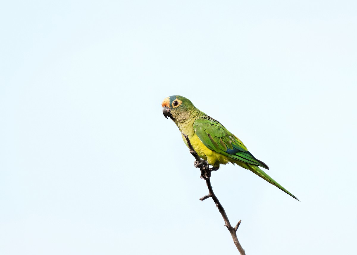 Peach-fronted Parakeet - ML646399438