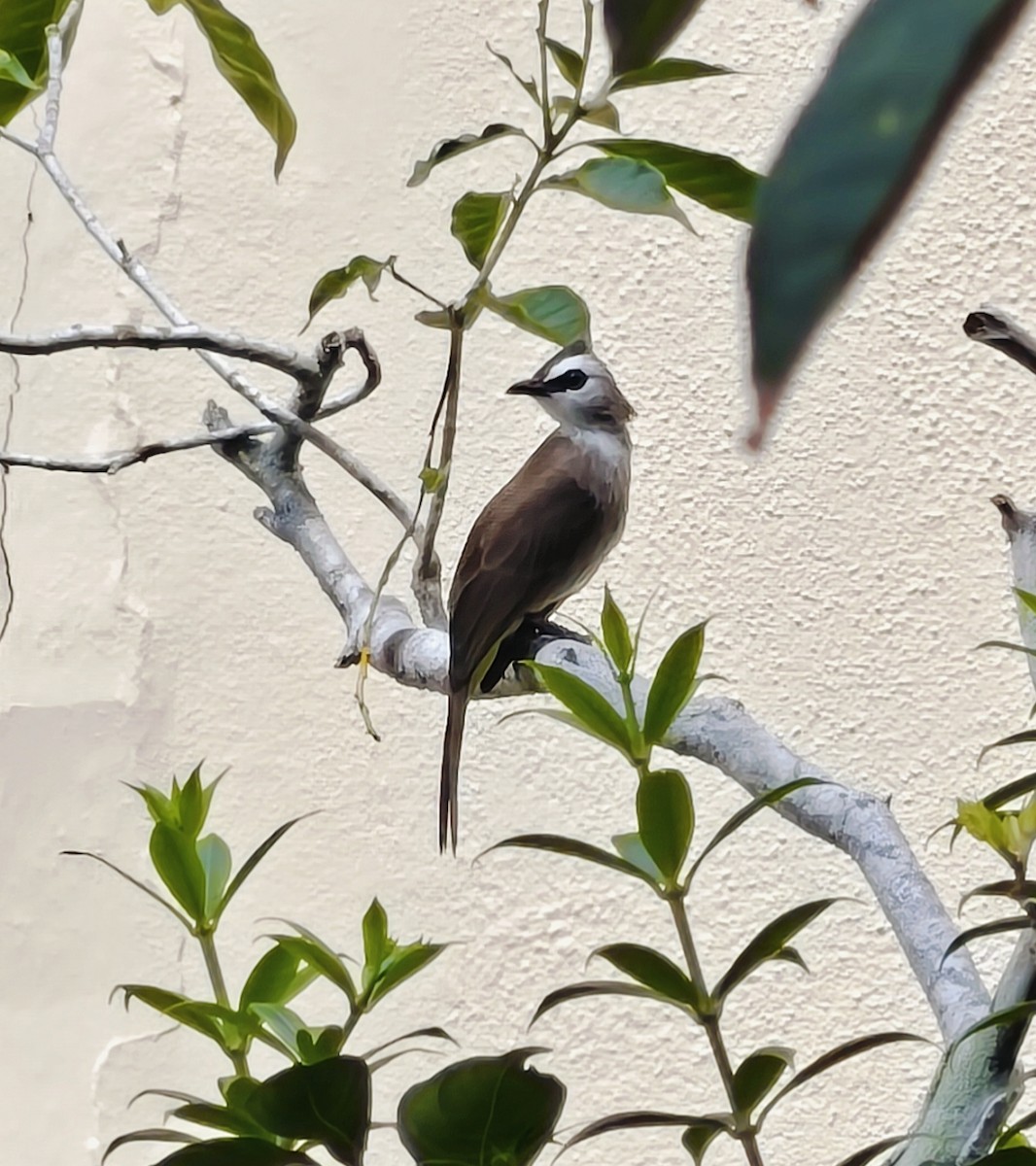 Белобровый бюльбюль - ML646399441