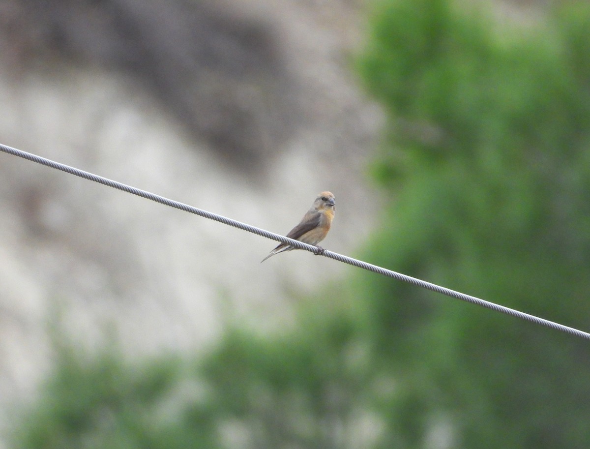 Red Crossbill - ML646399443