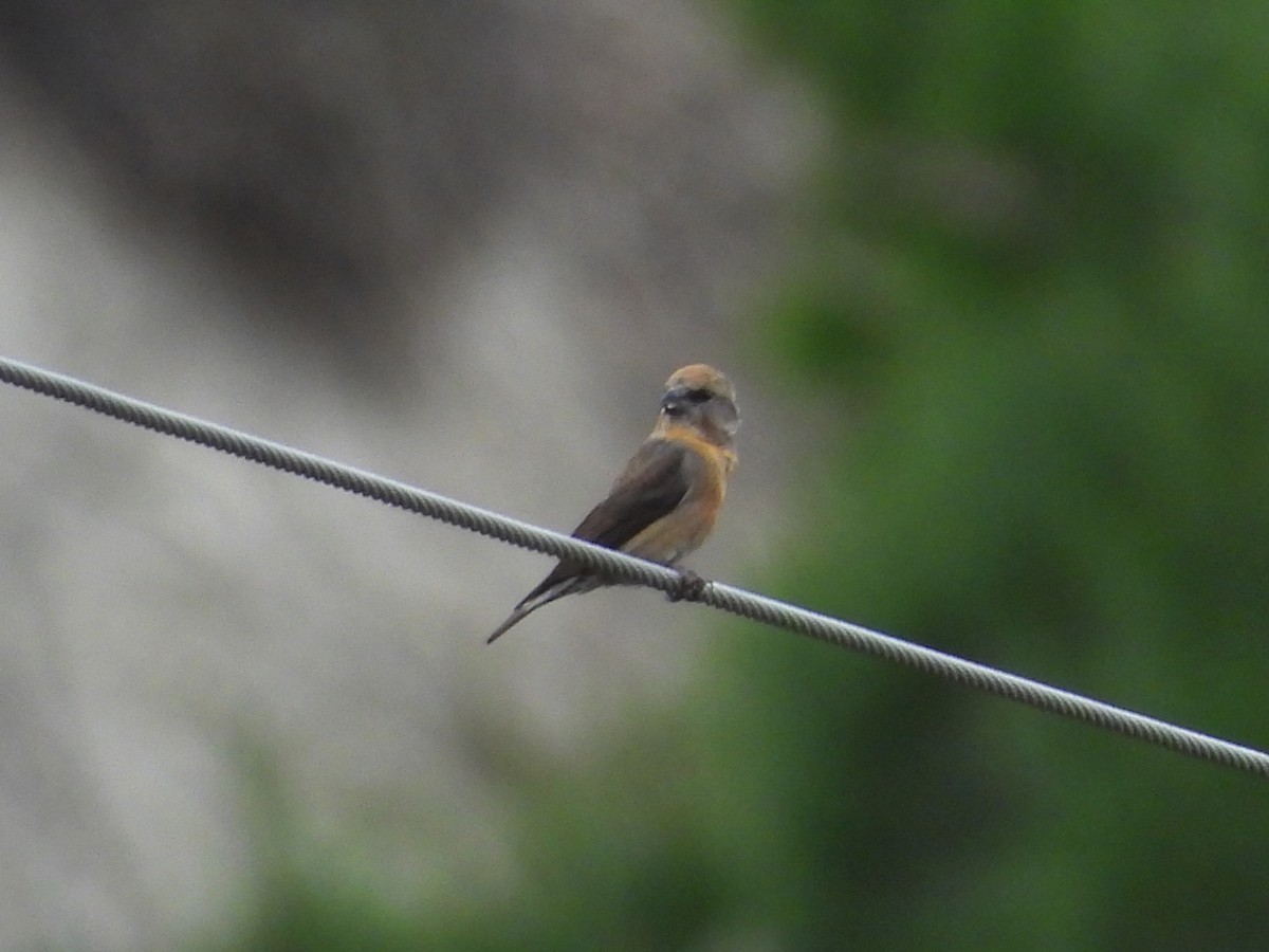 Red Crossbill - ML646399444