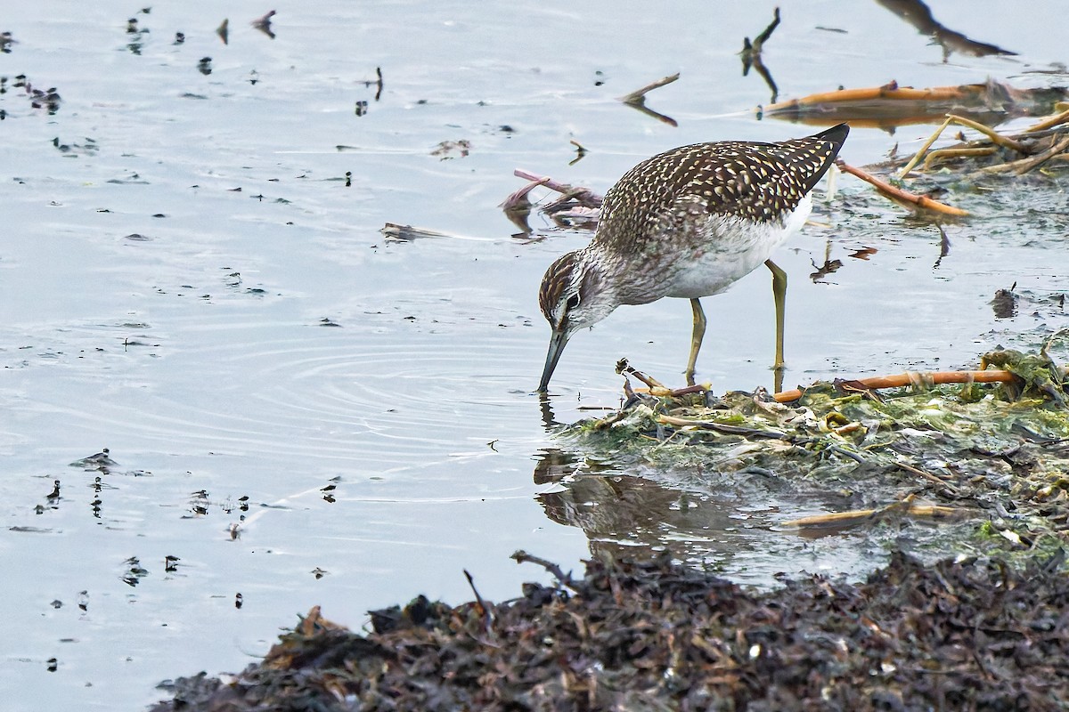 vodouš bahenní - ML646399445