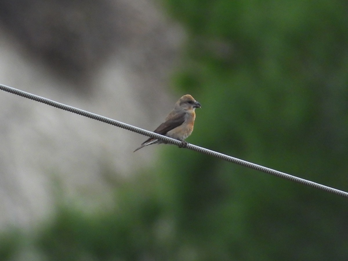 Red Crossbill - ML646399448