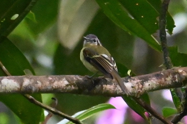 Marble-faced Bristle-Tyrant - ML646399452