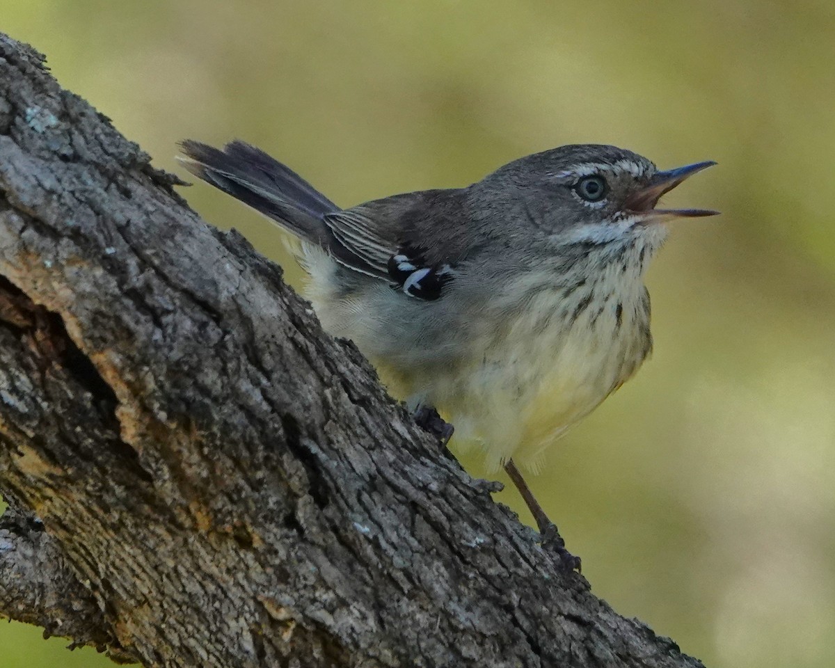 Spotted Scrubwren - ML646399453