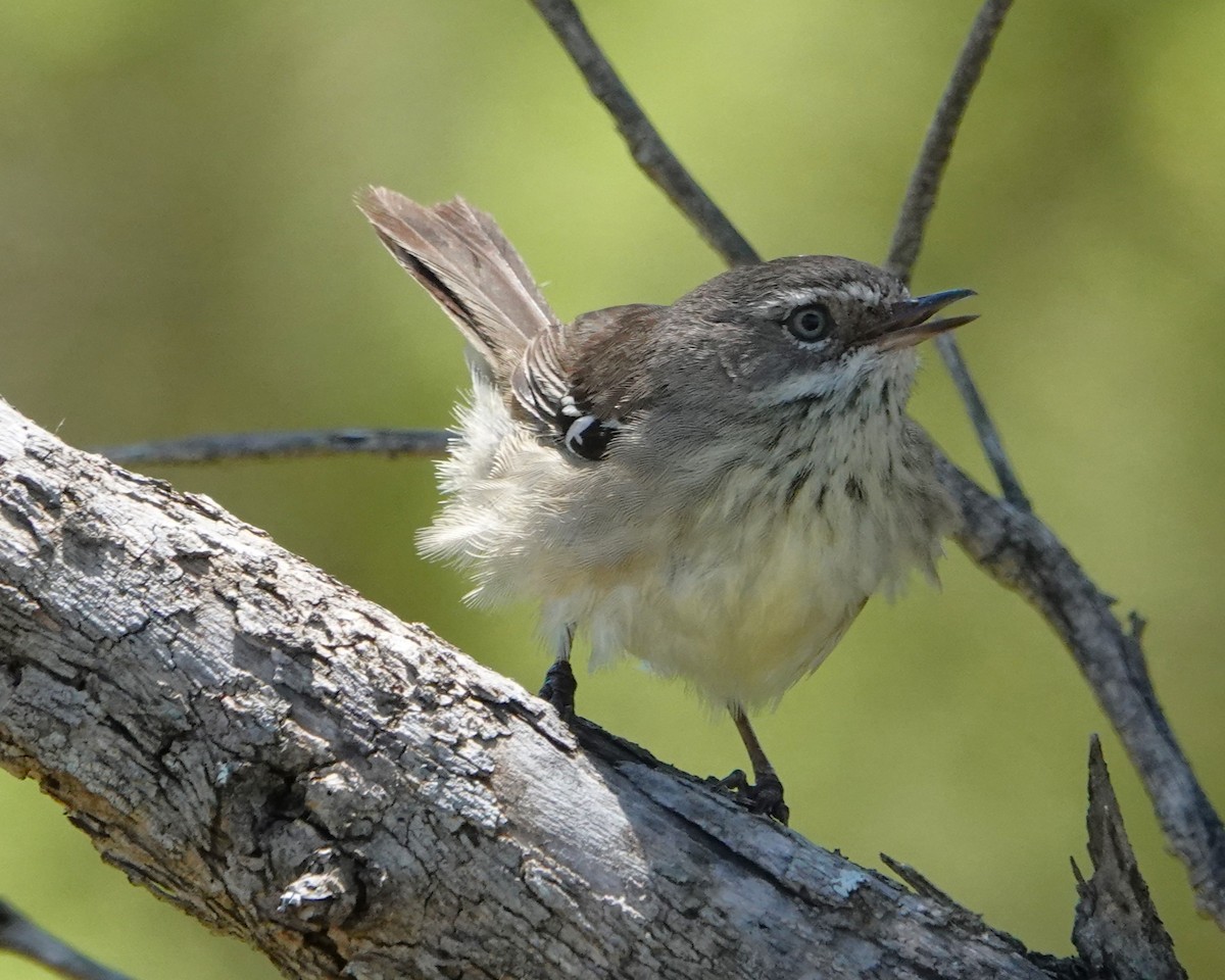 Spotted Scrubwren - ML646399454