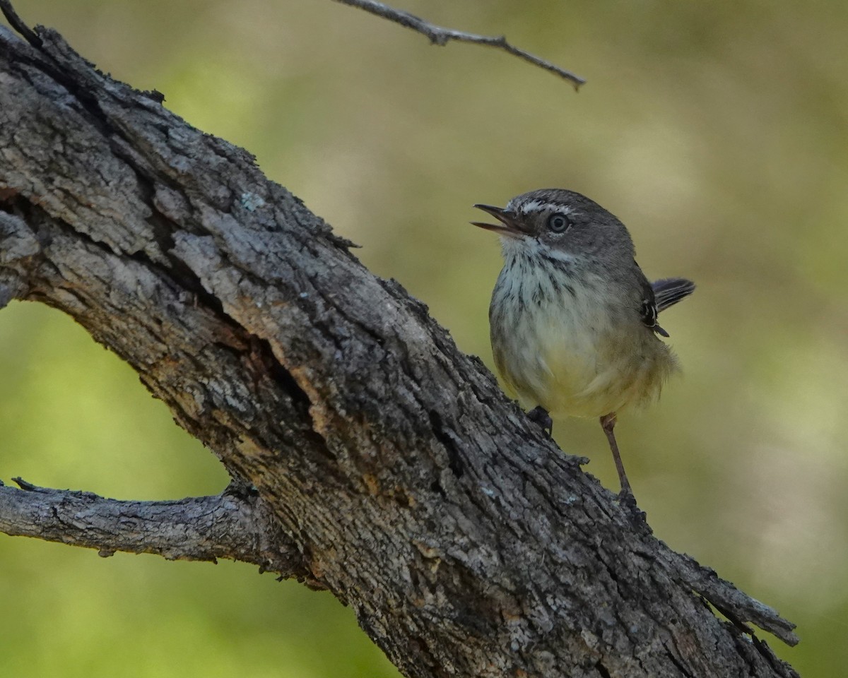 Spotted Scrubwren - ML646399456