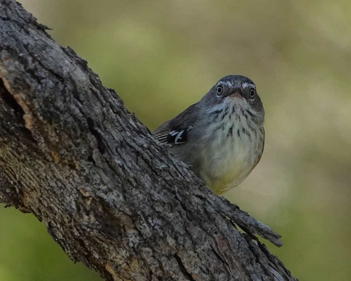Spotted Scrubwren - ML646399457