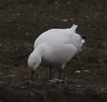 Snow Goose - ML646399458