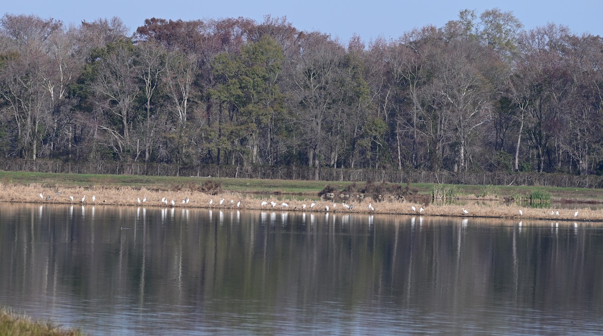 Koartza zuria - ML646399461