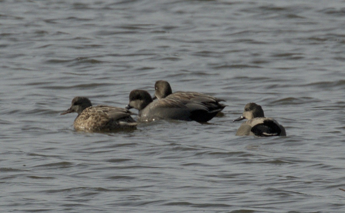 Gadwall - ML646399463