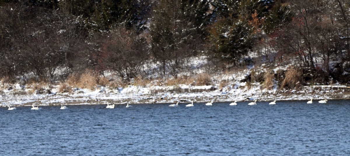 Tundra Swan - ML646399464