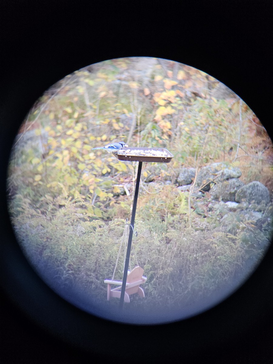 Blue Jay - ML646399465