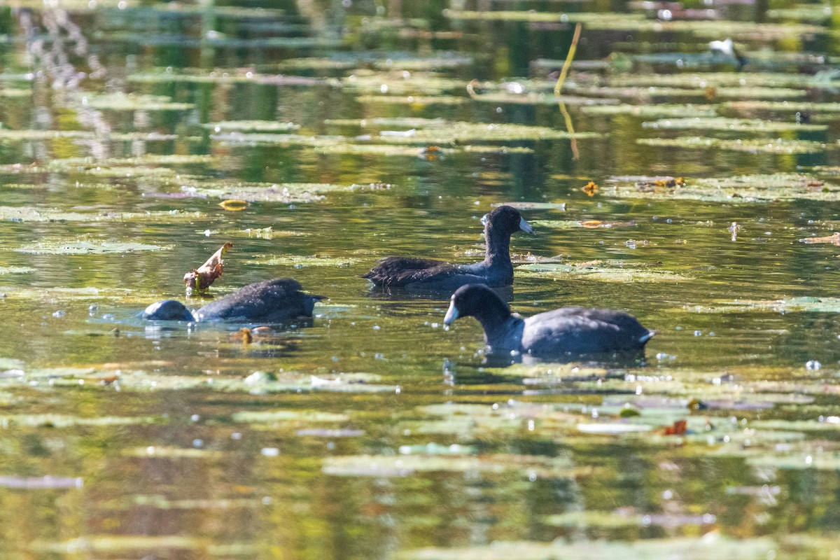 American Coot - ML646399468