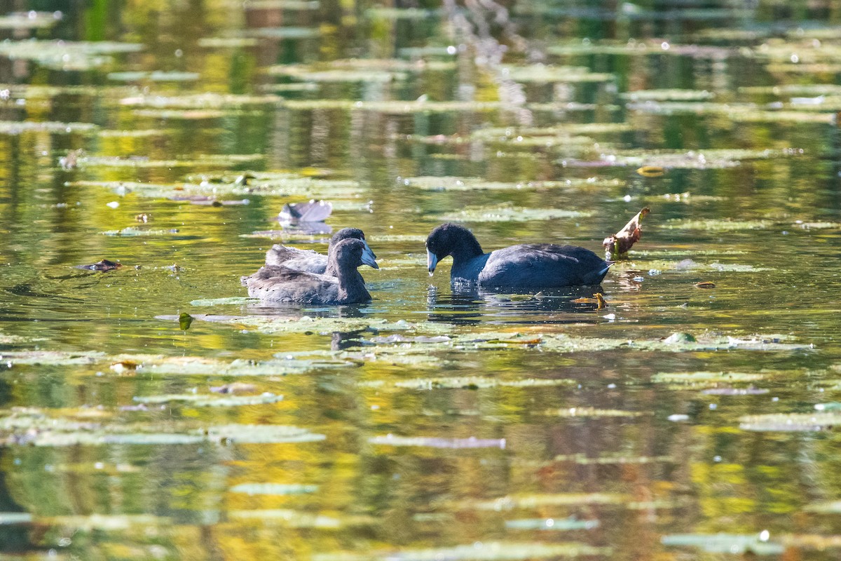 American Coot - ML646399469