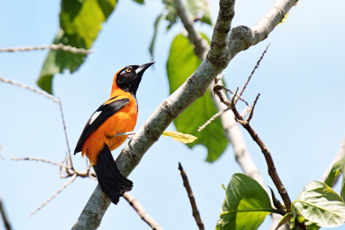 Orange-backed Troupial - ML646399471