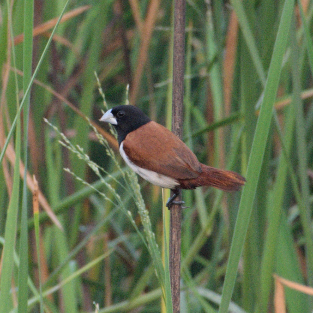 Tricolored Munia - ML646399472