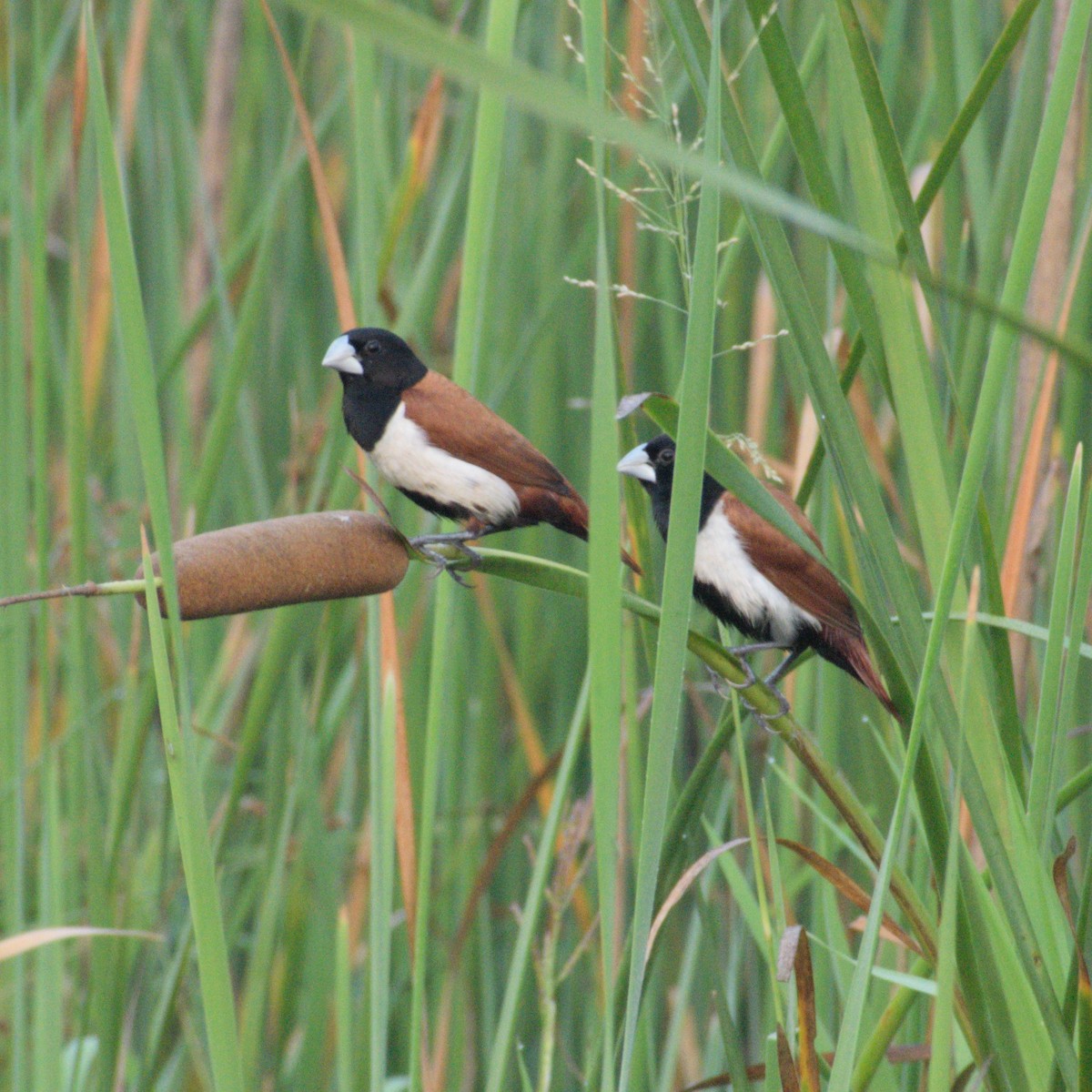 Tricolored Munia - ML646399473