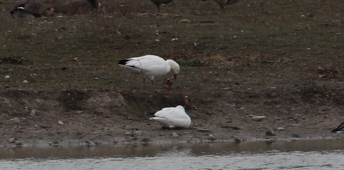 Snow Goose - ML646399474