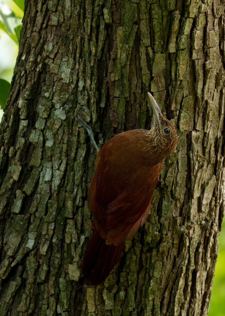 Buff-throated Woodcreeper - ML646399479