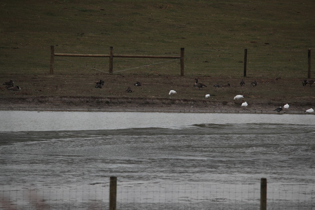 Ross's Goose - ML646399495