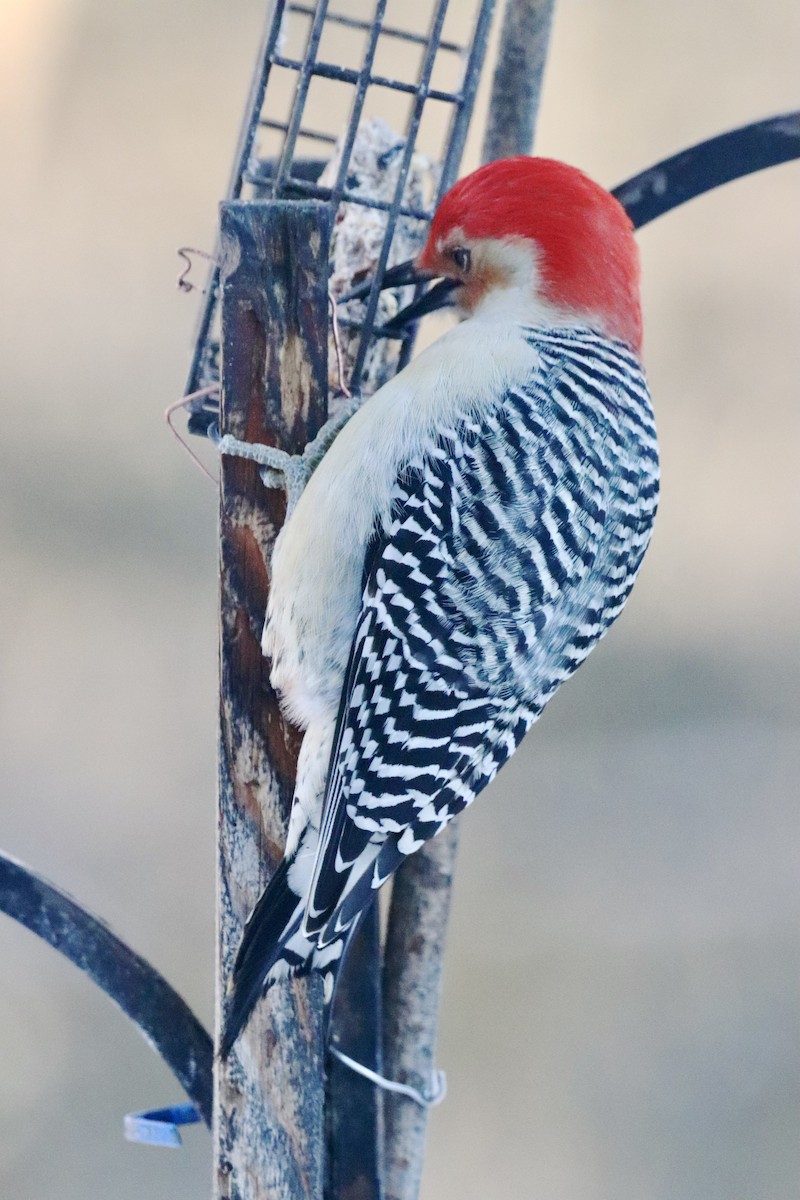 シマセゲラ - ML646399497