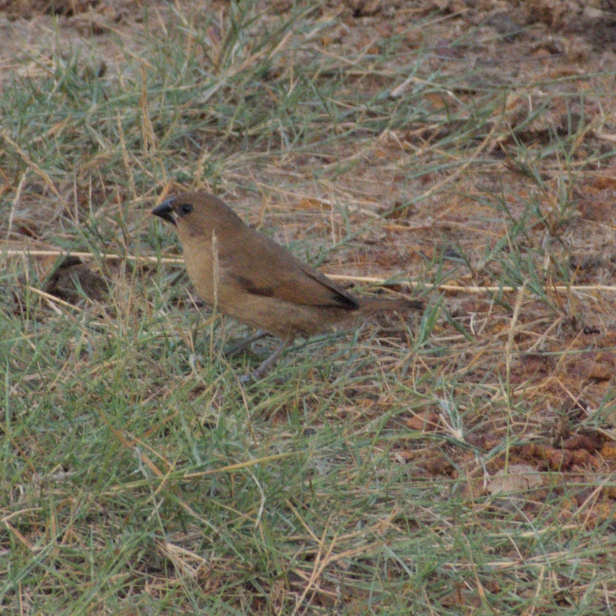 Scaly-breasted Munia - ML646399503