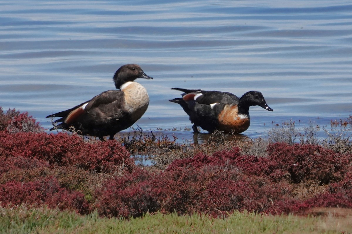 Australian Shelduck - ML646399504
