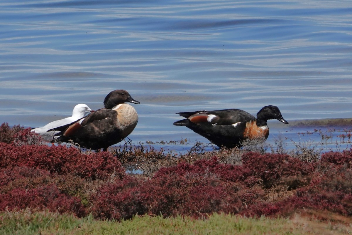 Australian Shelduck - ML646399505