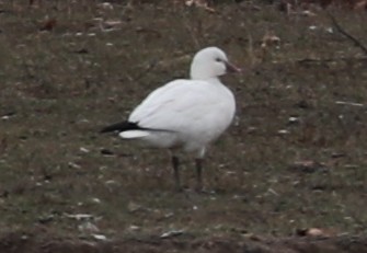 Ross's Goose - ML646399506