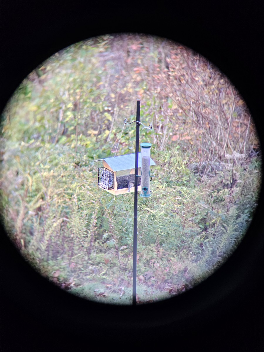 American Goldfinch - ML646399508