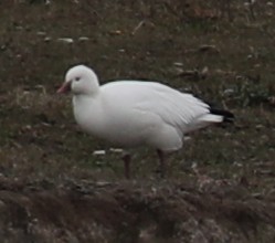 Ross's Goose - ML646399528
