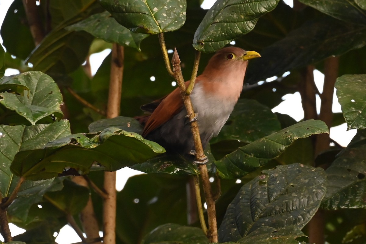 Common Squirrel-Cuckoo - ML646399529