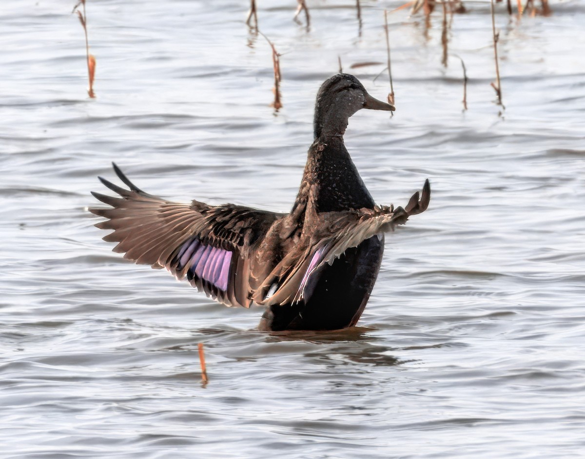 American Black Duck - ML646399530