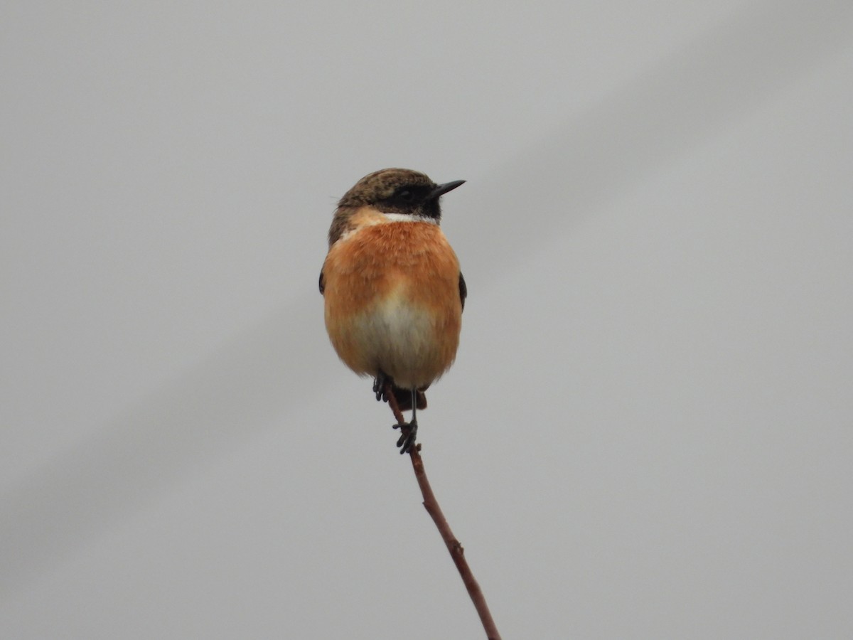 Taşkuşu - ML646399531