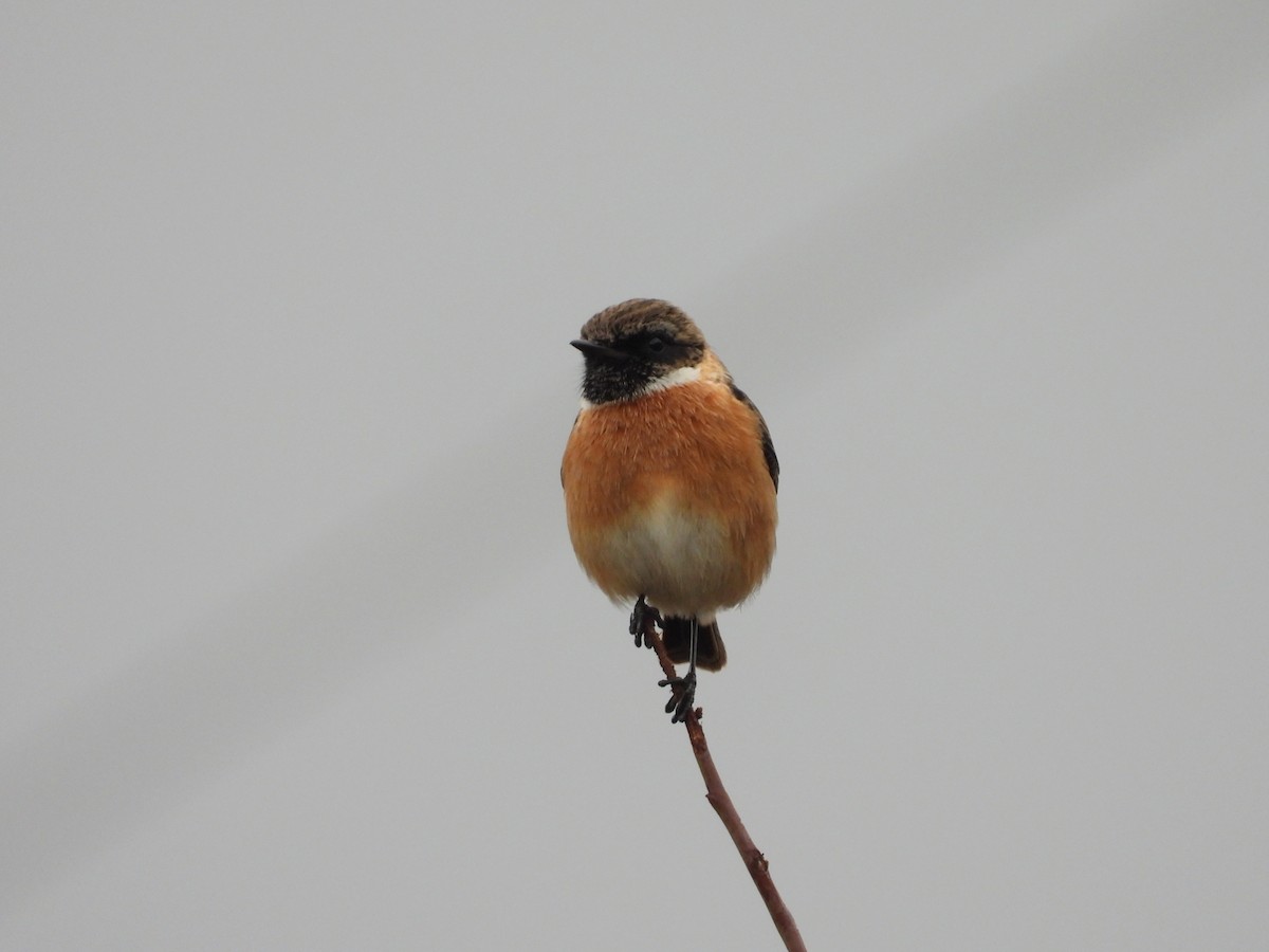 Taşkuşu - ML646399532