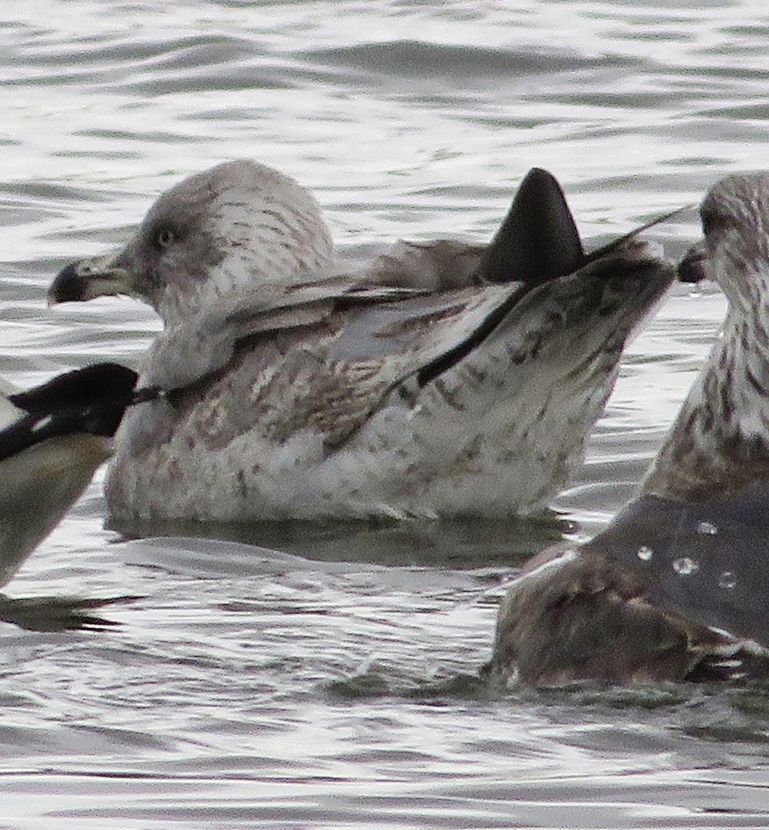 European Herring Gull - ML646399539