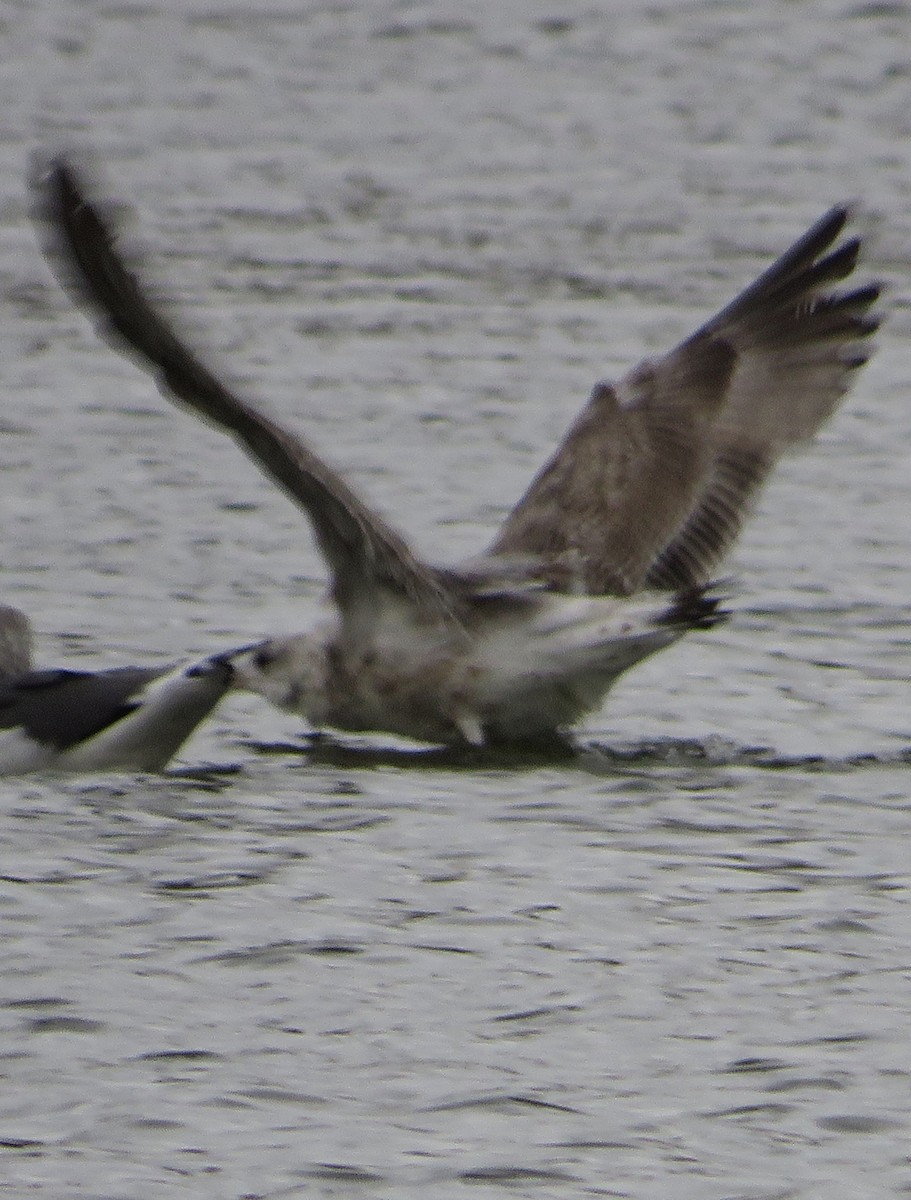 European Herring Gull - ML646399540