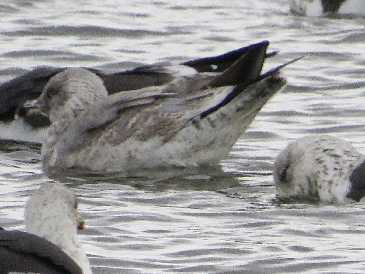 European Herring Gull - ML646399541