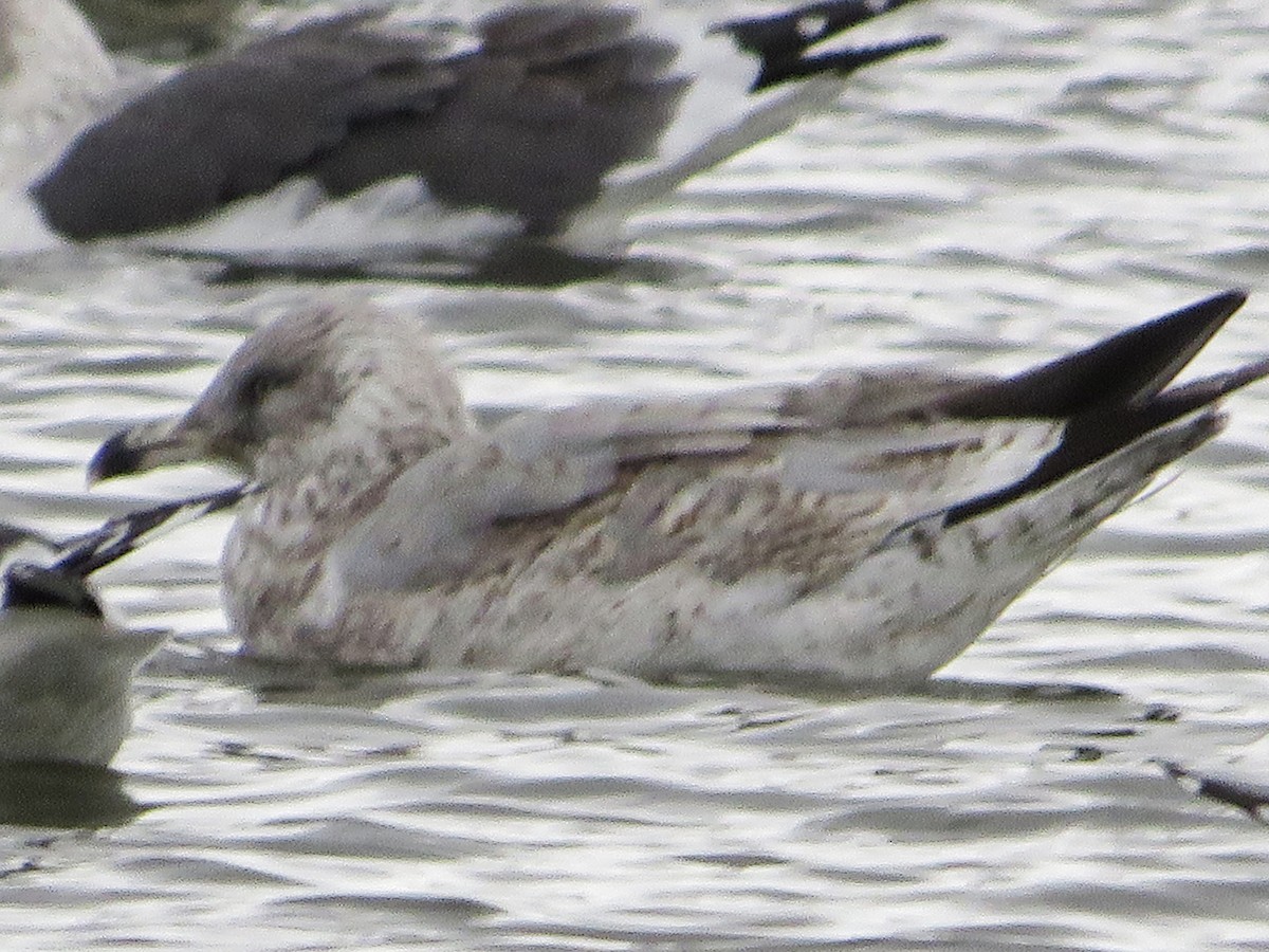 European Herring Gull - ML646399542