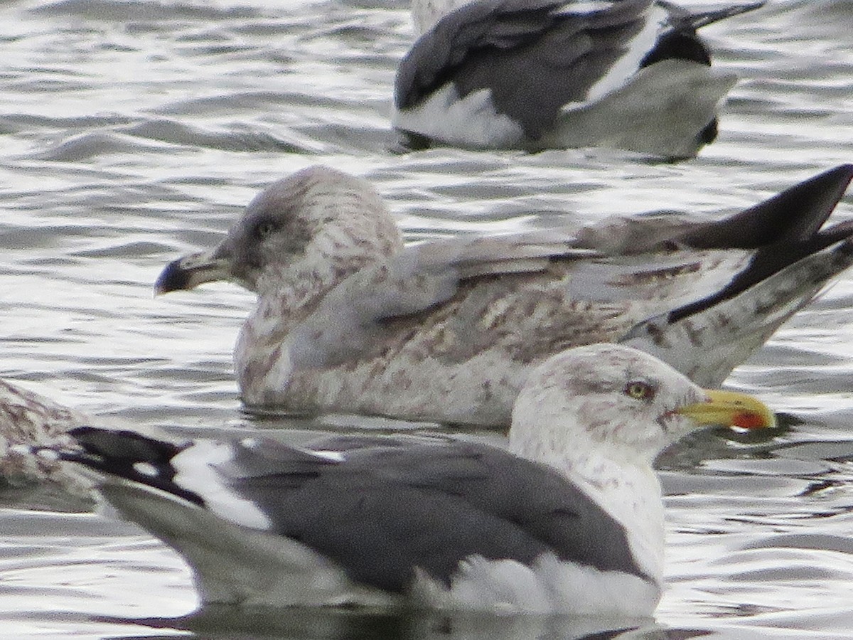 European Herring Gull - ML646399543