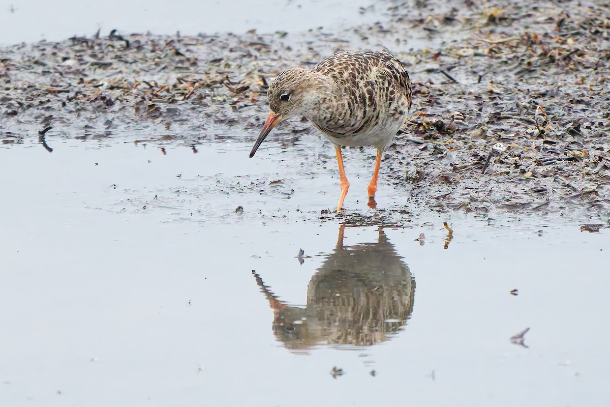 jespák bojovný - ML646399544