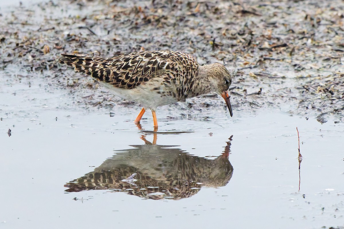 jespák bojovný - ML646399545