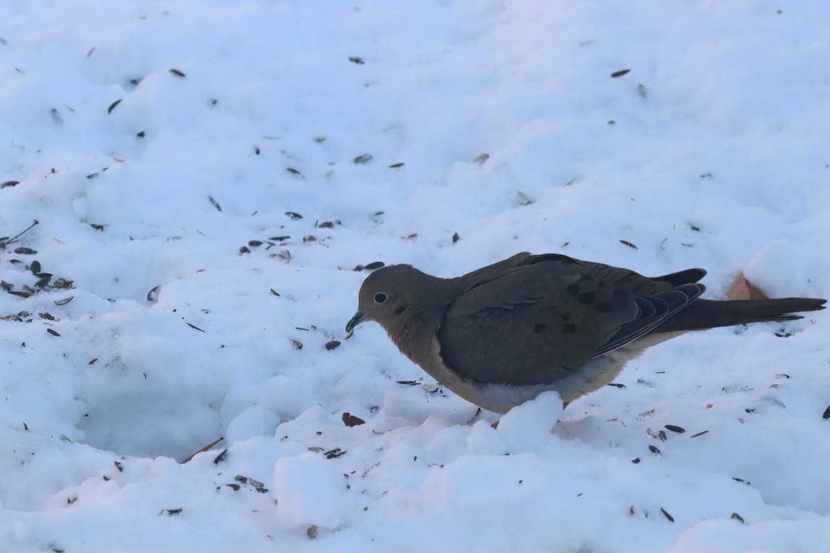 ナゲキバト - ML646399546